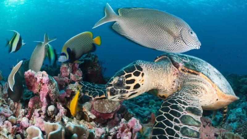 Discover Tumbatu Island: Private Snorkeling Adventure - The Experience in Practice: Pros and Cons Based on Real Reviews