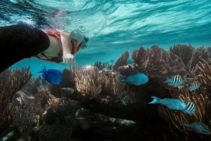Discover Tumbatu Island: Private Snorkeling Adventure - Breakdown of the Itinerary