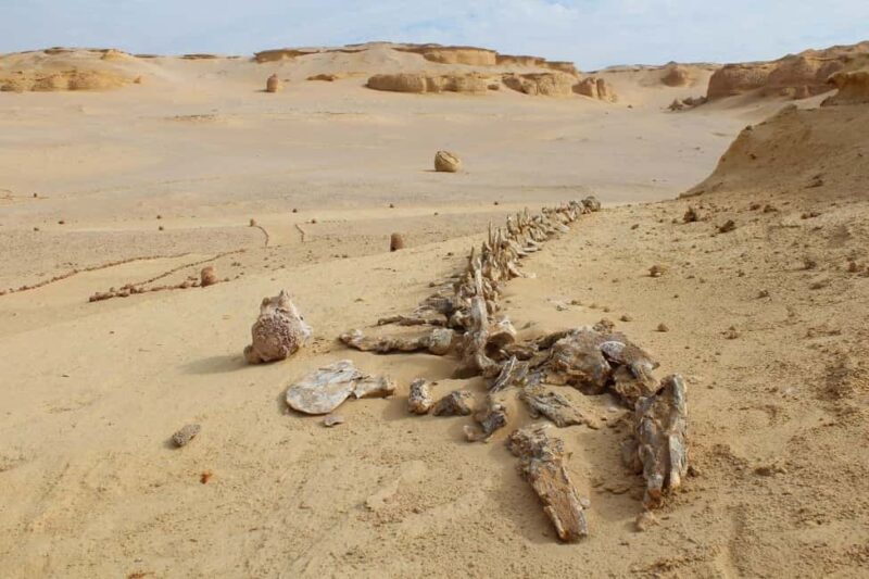 Discover Wadi Hitan, Egypts Prehistoric Wonder! - A Complete Breakdown of the Wadi Hitan Tour