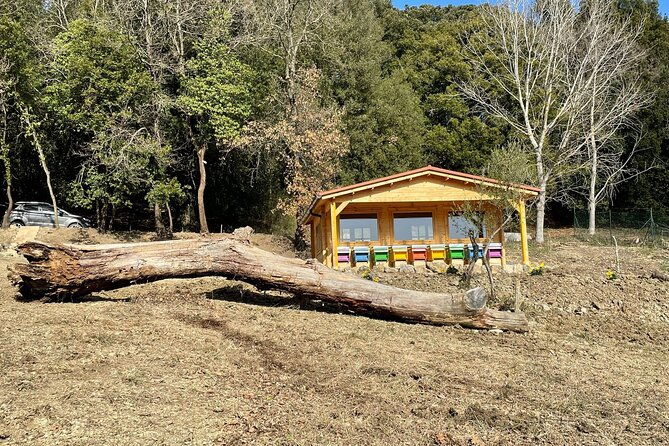 discovering-bees-in-volterra