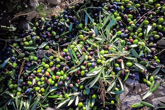 Discovering extra virgin olive oil - Who Will Love This Experience?