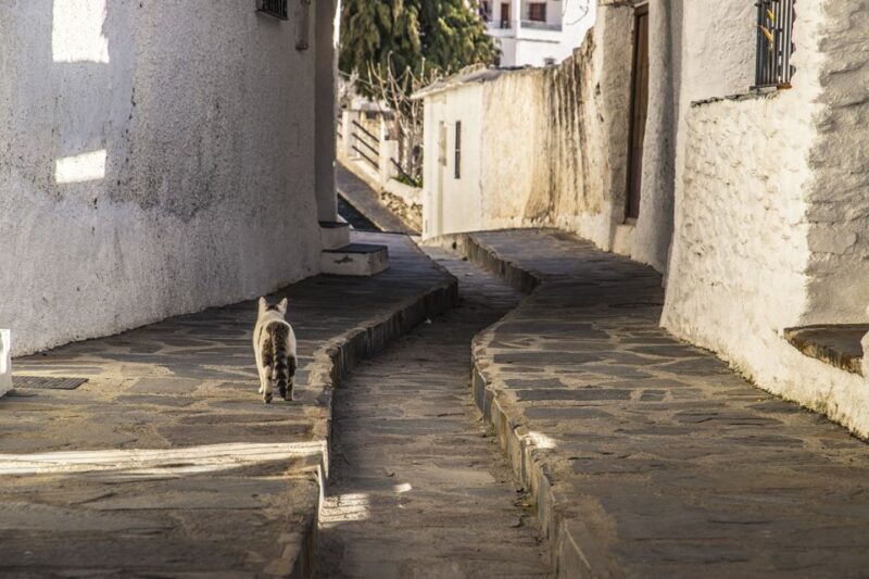 discovering-las-alpujarras-from-malaga-semiprivate