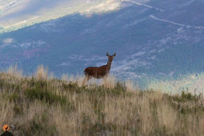 discovering-nature-in-serra-da-lousa