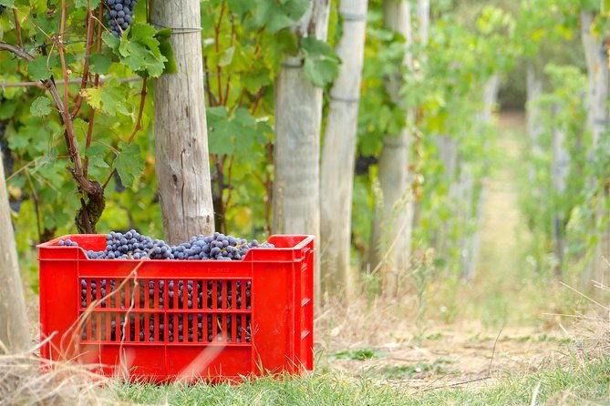 discovering-roero-and-its-wines