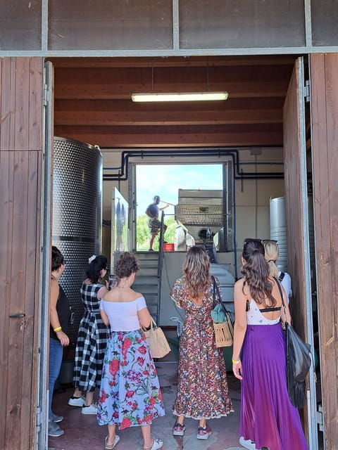 discovering-the-mystery-grape-varieties