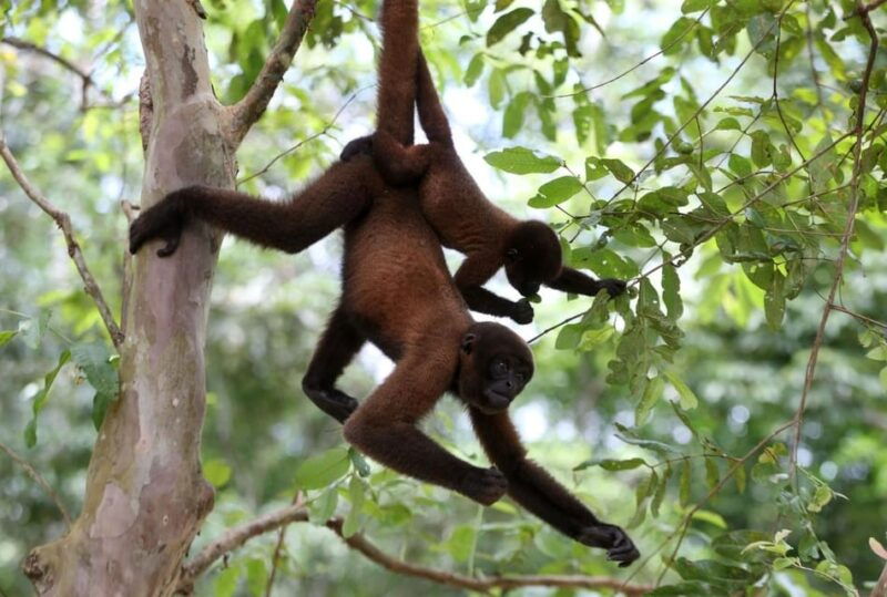 discovering-the-pacaya-samiria-reserve-from-iquitos