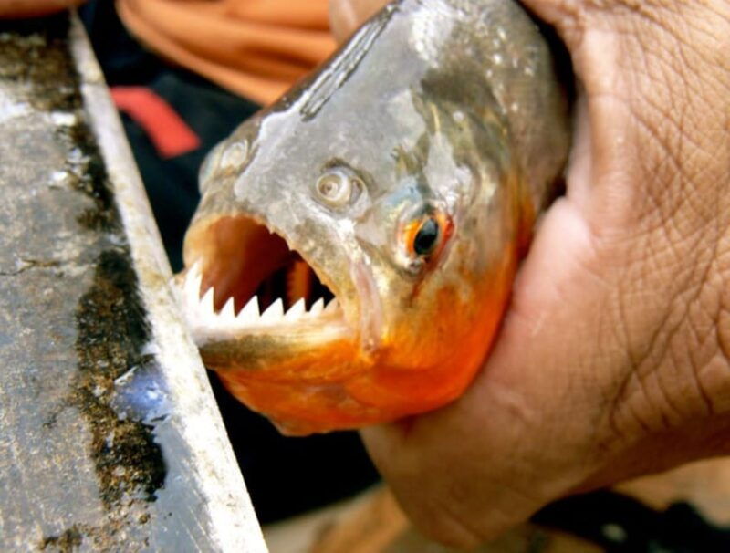 discovering-the-pacaya-samiria-reserve-from-iquitos