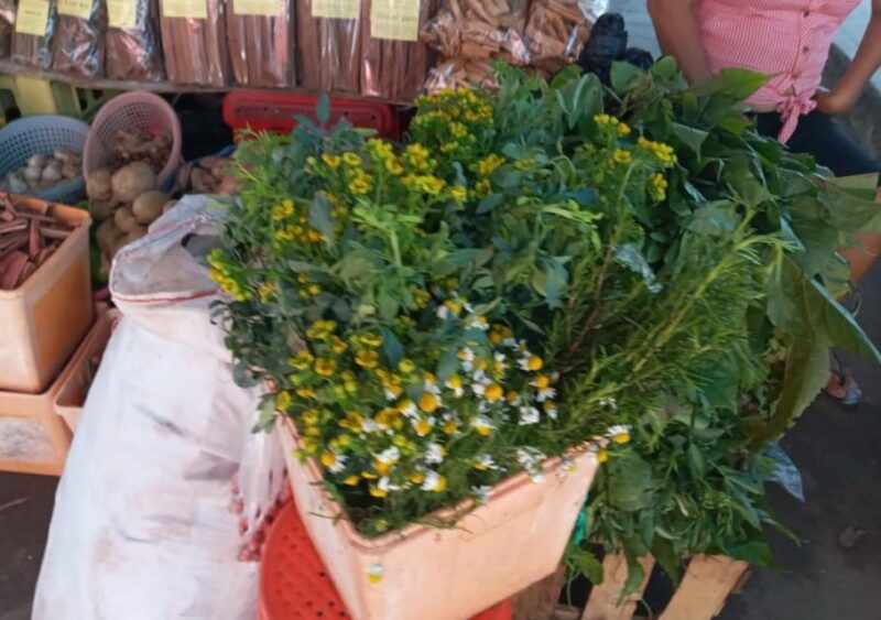 discovering-the-secrets-of-the-amazon-guided-tour-of-belen