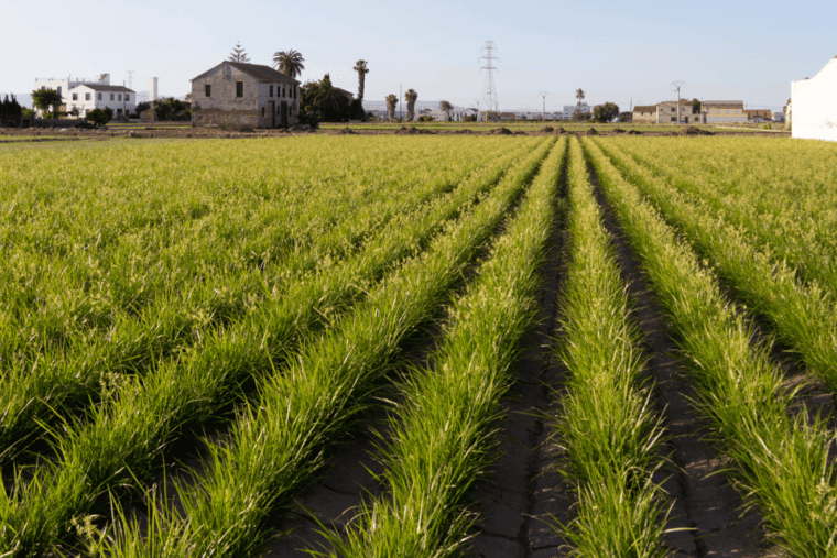 discovering-valencia-horchata-paella-vistas-private-tour