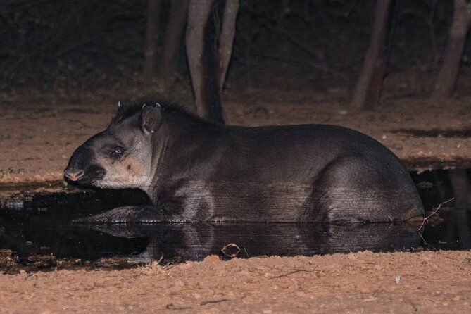 discovering-wildlife-of-the-chaco