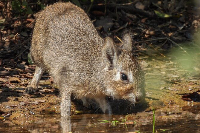 discovering-wildlife-of-the-chaco