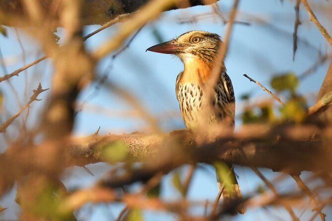 discovering-wildlife-of-the-chaco