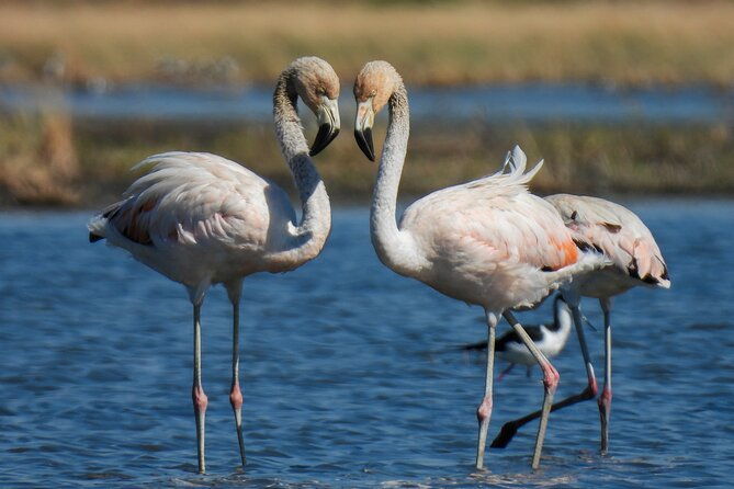discovering-wildlife-of-the-chaco