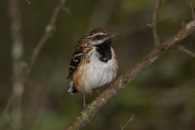 discovering-wildlife-of-the-chaco