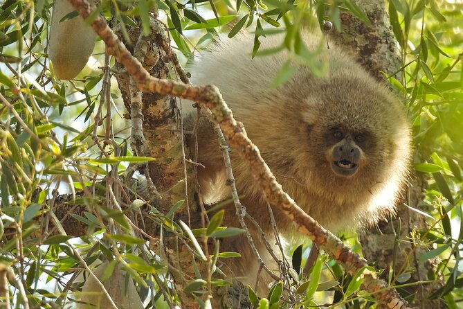 discovering-wildlife-of-the-chaco
