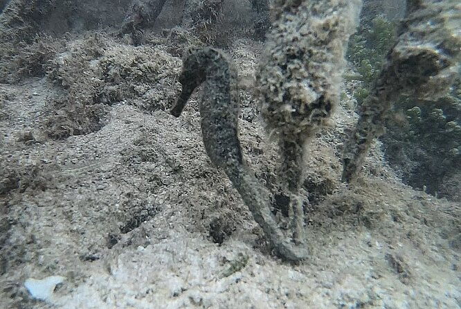 discovery-by-boat-of-the-mangrove-and-its-lagoon-in-7-stages-including-4-swimming