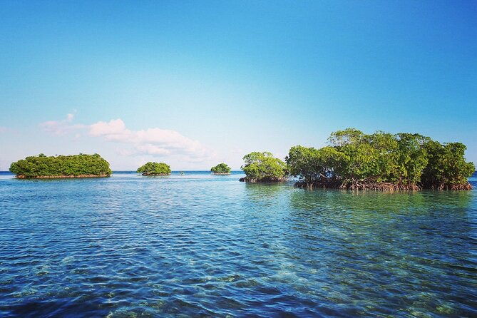 discovery-by-boat-of-the-mangrove-and-its-lagoon-in-7-stages-including-4-swimming