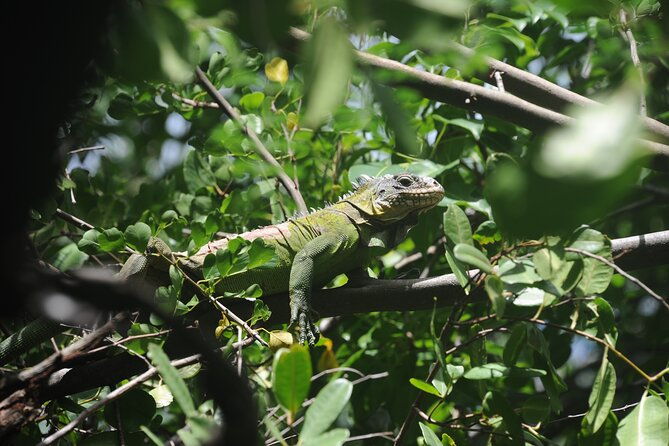 discovery-day-at-la-baignoire-de-josephine-on-the-windward-side
