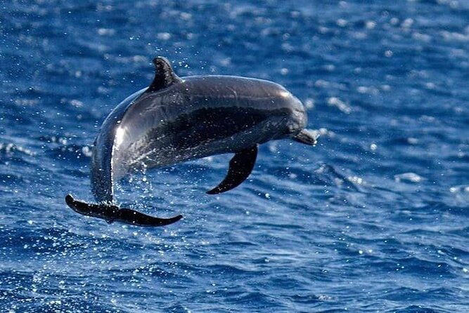 discovery-of-dolphins-on-the-caribbean-coast
