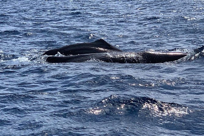 discovery-of-dolphins-on-the-caribbean-coast