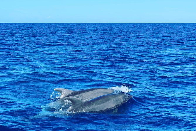 discovery-of-dolphins-on-the-caribbean-coast