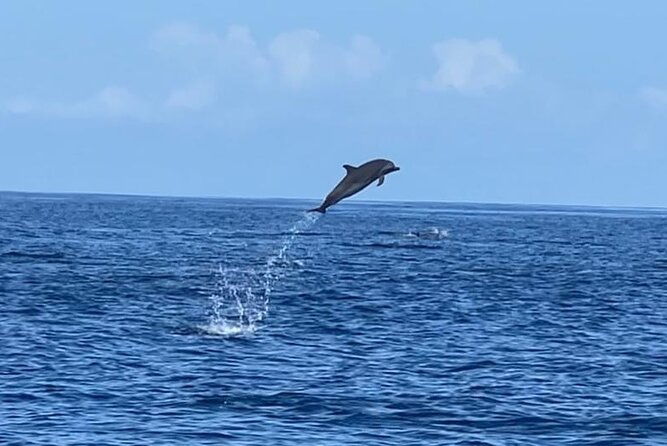 discovery-of-dolphins-on-the-caribbean-coast