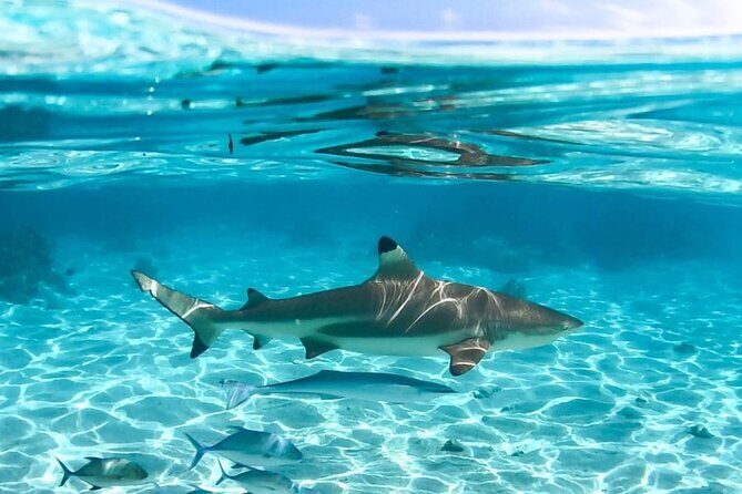 Discovery of the lagoon DE Moorea Visit and Snorkeling 5 Pax Max - The Value of the Tour