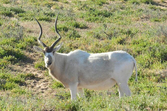 Discovery of the Souss Massa Animal Park in 4x4 - Introduction: An Authentic Moroccan Day Out
