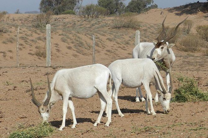 Discovery of the Souss Massa Animal Park in 4x4 - Key Points