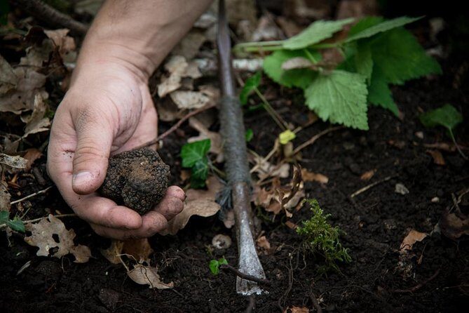 Discovery of the world of Truffles and tasting - The Itinerary in Detail