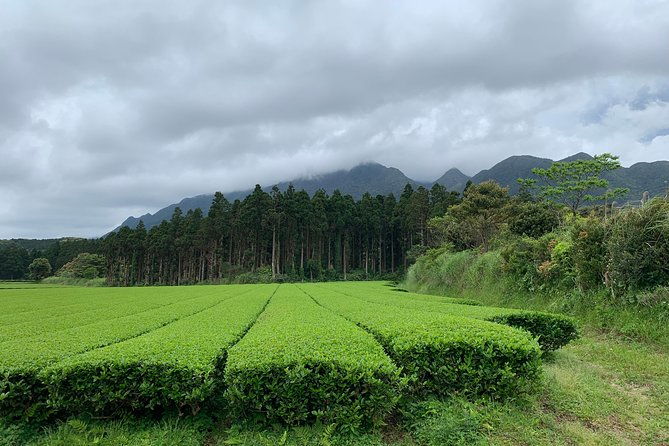 discovery-of-yakushima