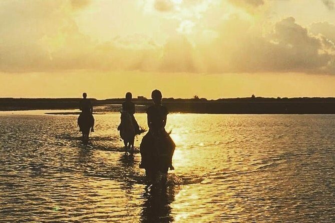 Discovery ride on horseback or camel 2h30 - Exploring Djerba on a 2.5-Hour Horse or Camel Ride