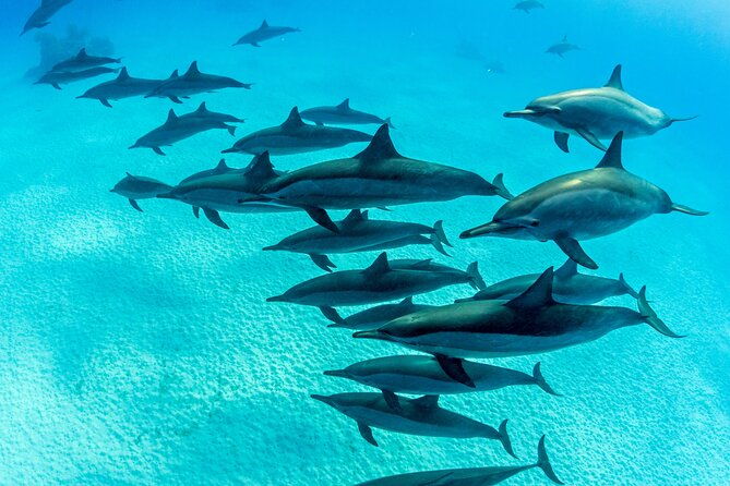 discovery-scuba-in-waikiki-under-water-adventures