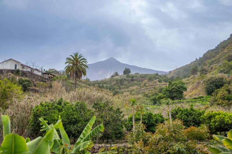 discovery-walks-teide-la-orotava-icod-de-los-vinos