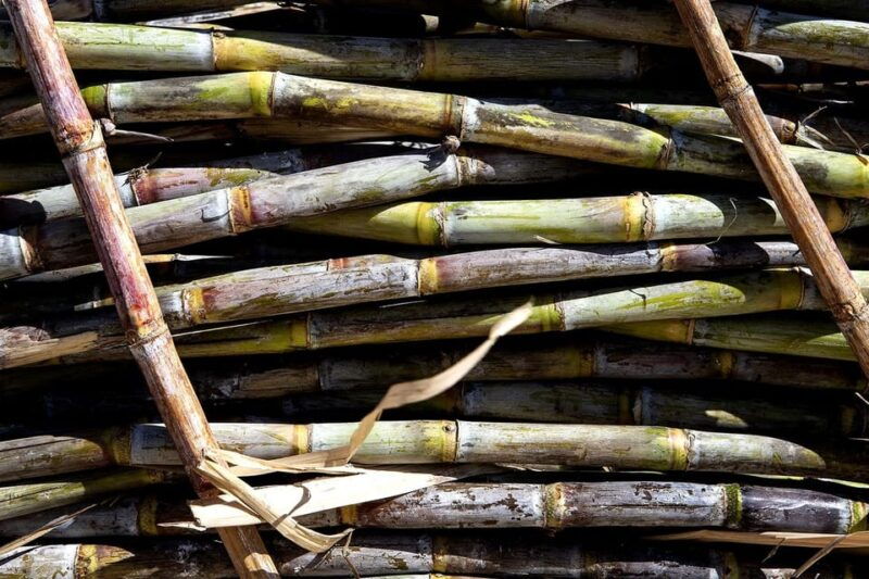 distilleria-alma-rum-distilery-guided-tour-tasting