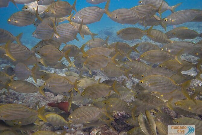 Dive Baptism 1 Dive In Tenerife 3,5h - Introduction to the Tenerife Dive Baptism