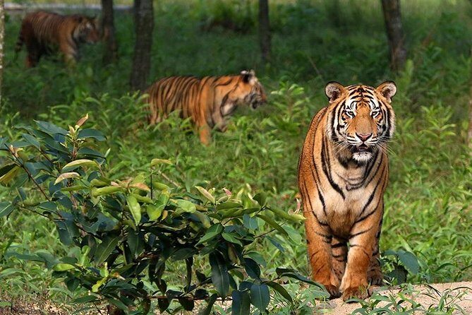 Dive deep into the wild wonders of Sundarban. - Key Points