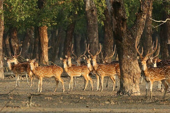 Dive deep into the wild wonders of Sundarban. - An Overview of the Sundarbans Tour Experience