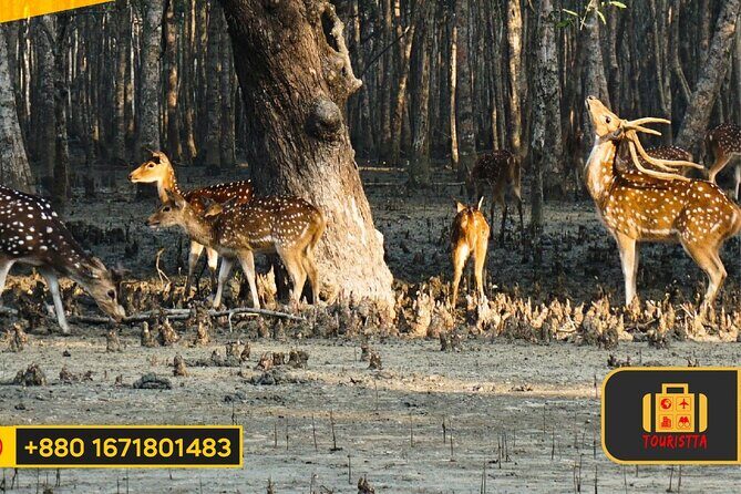 Dive deep into the wild wonders of Sundarban. - FAQ