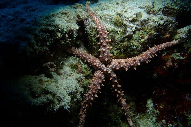 Dive Deep, Two Professional Dives, Transfer & Lunch  Hurghada - Who Will Benefit from This Tour?