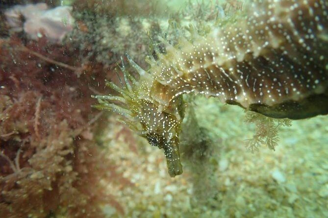 Dive in Marine Reserve, Arrábida, Setúbal, Sesimbra, near Lisbon - Why This Tour Stands Out