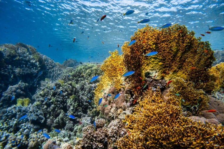 dive-into-adventure-explore-racha-island-3-dives