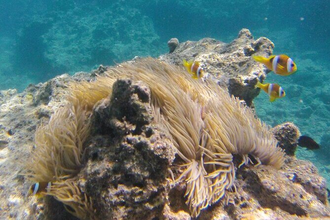 Dive Into Paradise: Snorkel Adventure at Paradise Cove - Booking and Flexibility  
