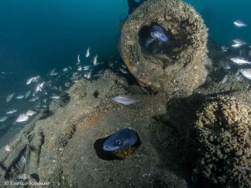 Dive the U-boat 1277 - the Most Iconic Dive in Portugal - An In-Depth Look at the Experience