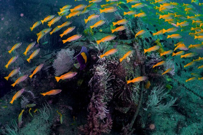Dive trip to the coral reefs of Fujairah for certified scuba divers - Who Should Book This Trip?