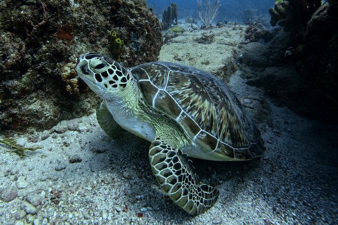 divecarib-an-eco-friendly-certified-diver-trip-in-antigua