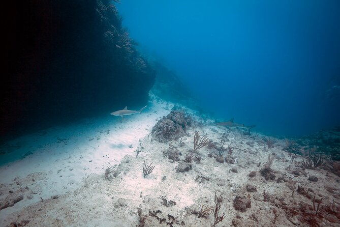 divecarib-an-eco-friendly-certified-diver-trip-in-antigua