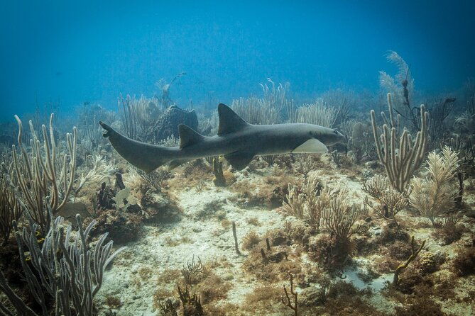 divecarib-an-eco-friendly-certified-diver-trip-in-antigua