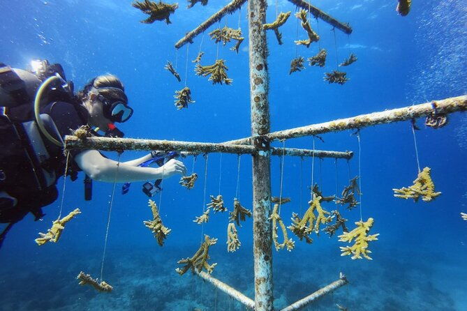 divecarib-an-eco-friendly-certified-diver-trip-in-antigua