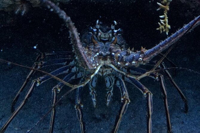 divecarib-an-eco-friendly-certified-diver-trip-in-antigua